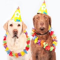 Hundeleben - Petplay fuer Sklaven und devote Huendchen