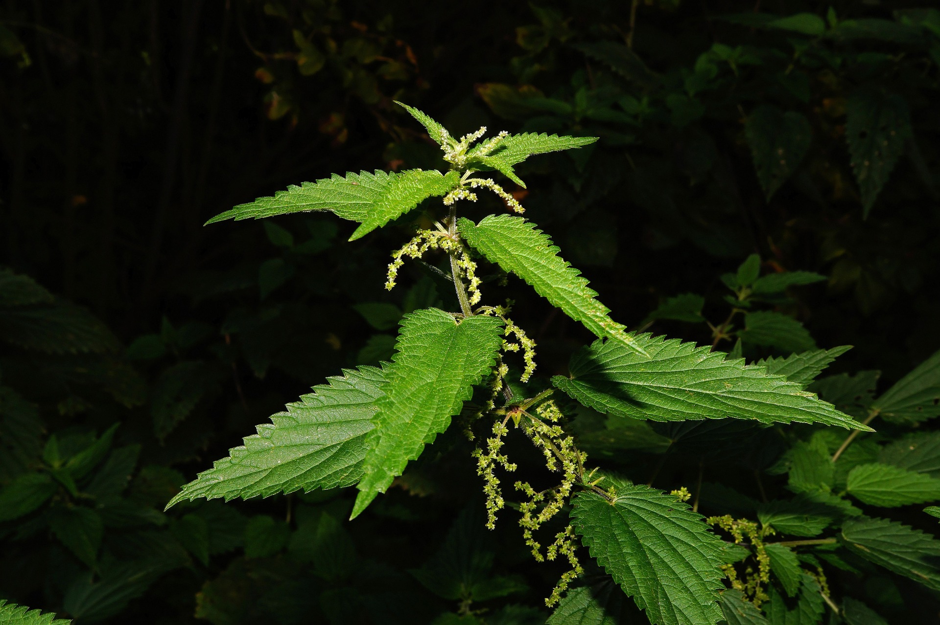 stinging-nettle-432331_1920